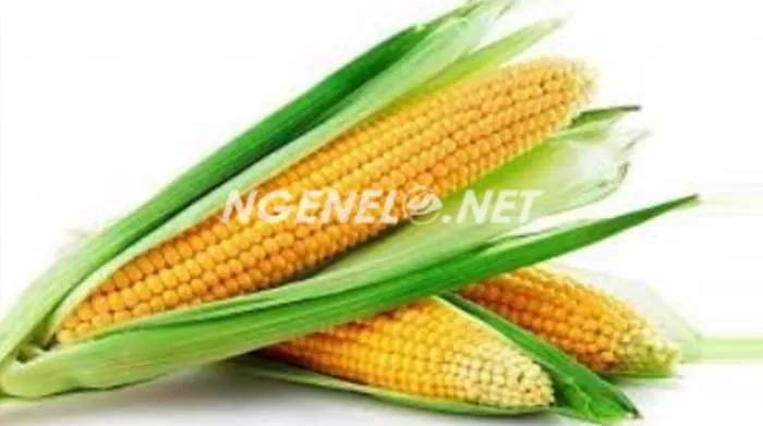 Asam Folat dan Pertumbuhan Janin, Peranan Jagung dalam Mendukung Kehamilan Sehat