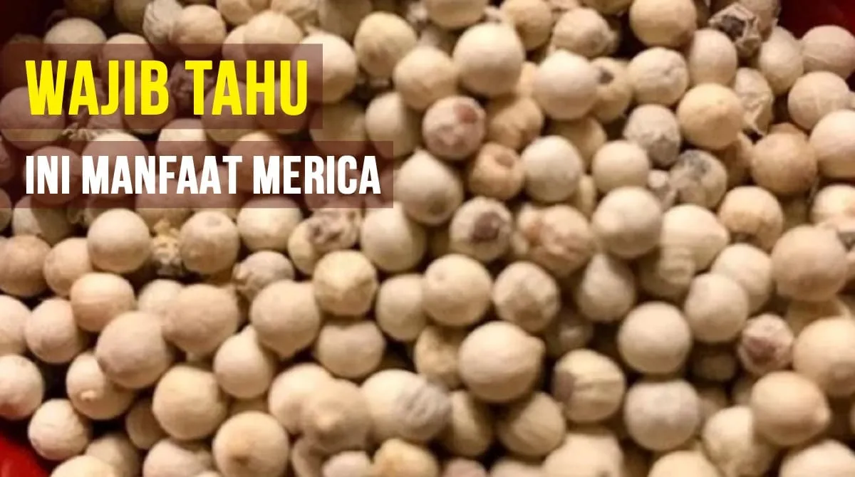 Wajib Tahu, Ini Dia Manfaat Merica Dalam Kehidupan Sehari-hari