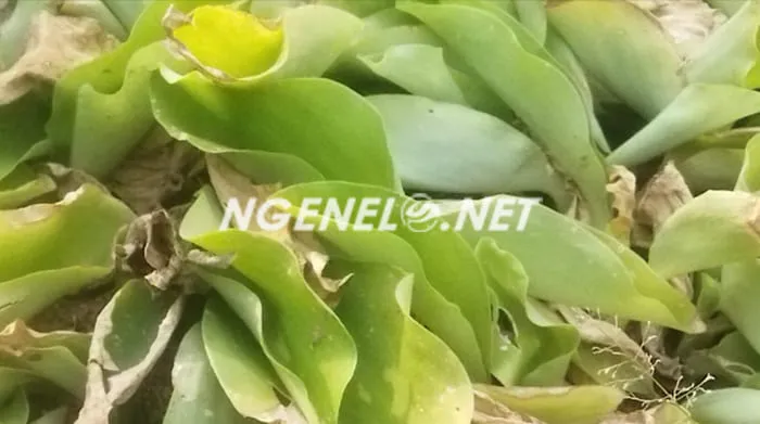 10 Manfaat Kencur, Senjata Ampuh Melawan Peradangan dan Masalah Kesehatan Lainnya