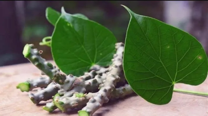 Benarkah 15 Penyakit Ini Dapat Diobati dengan Ampuhnya Brotowali