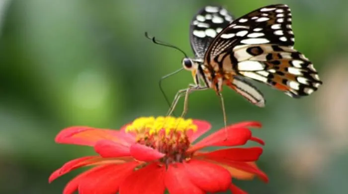 Baca Surat Ad-Duha, Sumber Ketenangan, Harapan, dan Inspirasi