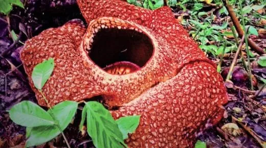 Exploring the Natural Beauty of Kaur Regency.