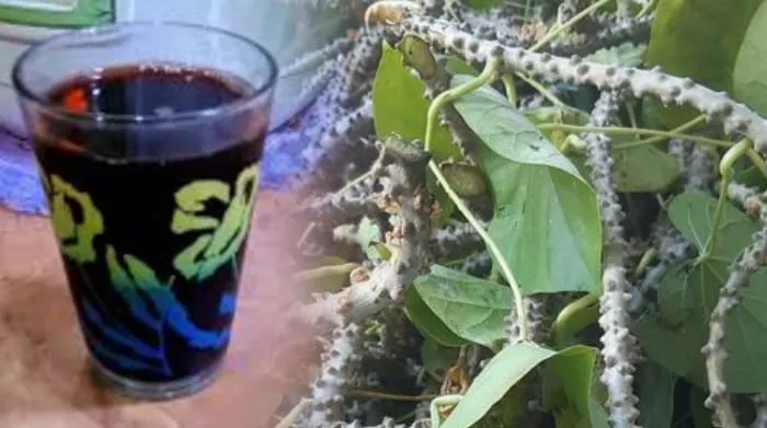 Cara Membuat Jamu Brotowali