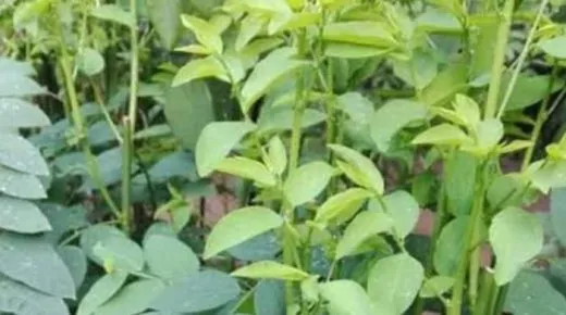 Sayuran Ajaib Daun Katuk.