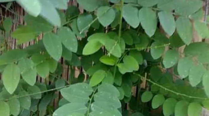 Sayuran Ajaib Daun Katuk Dipercaya Bikin Air Susu Ibu Lancar.