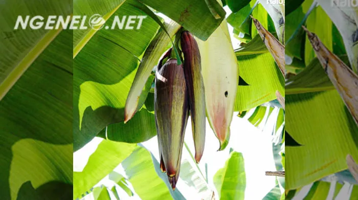 Jarang yang Tahu! Mengungkap 8 Mukjizat Tersembunyi dalam Jantung Pisang