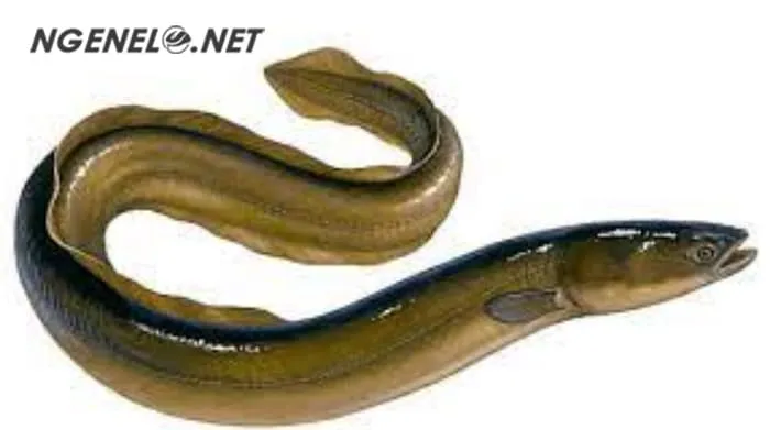 Manfaat Belut bagi Kesehatan yang Luar Biasa!