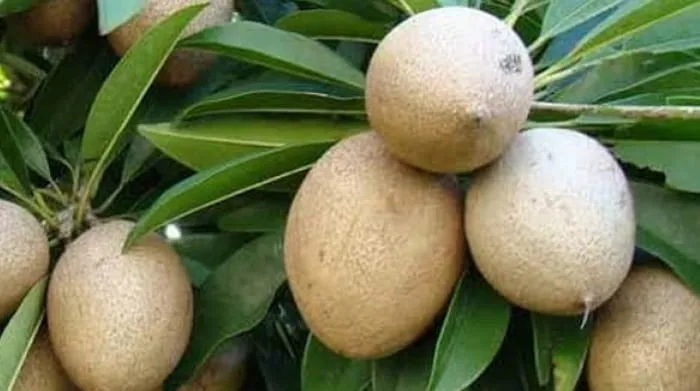 Ternyata Buah Sawo Bikin Awet Muda, Berikut 30 Manfaat Lainnya Untuk Kesehatan