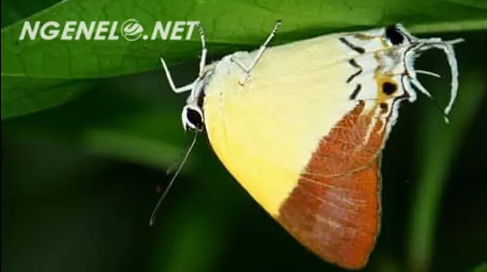 Gita Persada Butterfly Park: A Natural Haven in Lampung's Lap
