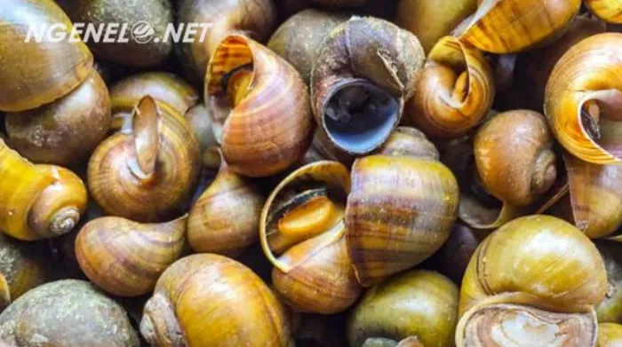 Menggali Rahasia Keong Emas: Kesehatan dalam Setiap Gigitan