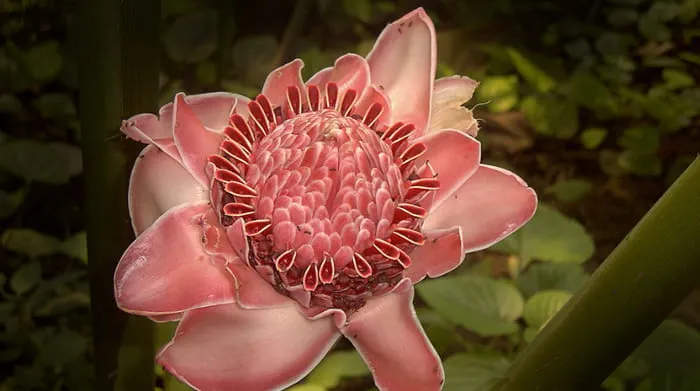 Manfaat Kesehatan Kembang Kecombrang