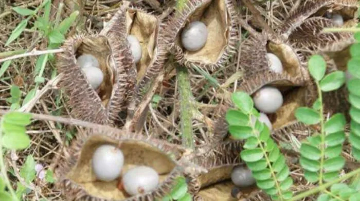 Hanya Ada di Bengkulu Selatan, Buah Ajaib