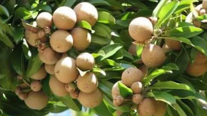 Panduan Lengkap Menanam Aneka Jenis Si Buah Ajaib Sawo di Halaman Rumah!