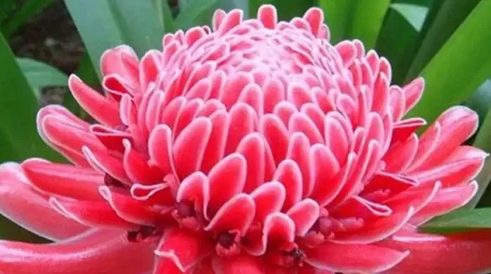 Mengenal Kembang Kecombrang yang Menjadi Sorotan Utama di Dunia Kuliner