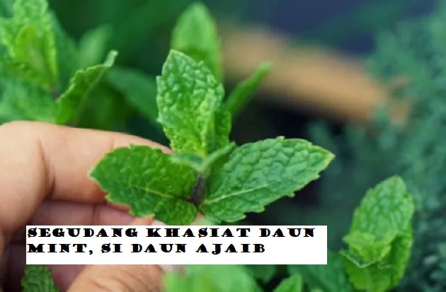 Daun Ajaib! Daun Mint dengan 18 Khasiat dan Cara Pengolahannya