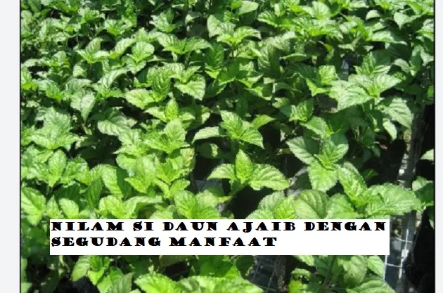 Daun Ajaib! Ini 11 Khasiat Alami Daun Nilam Buat Tubuh, dari Obat Bisul Sampai Bikin Stamina Joss