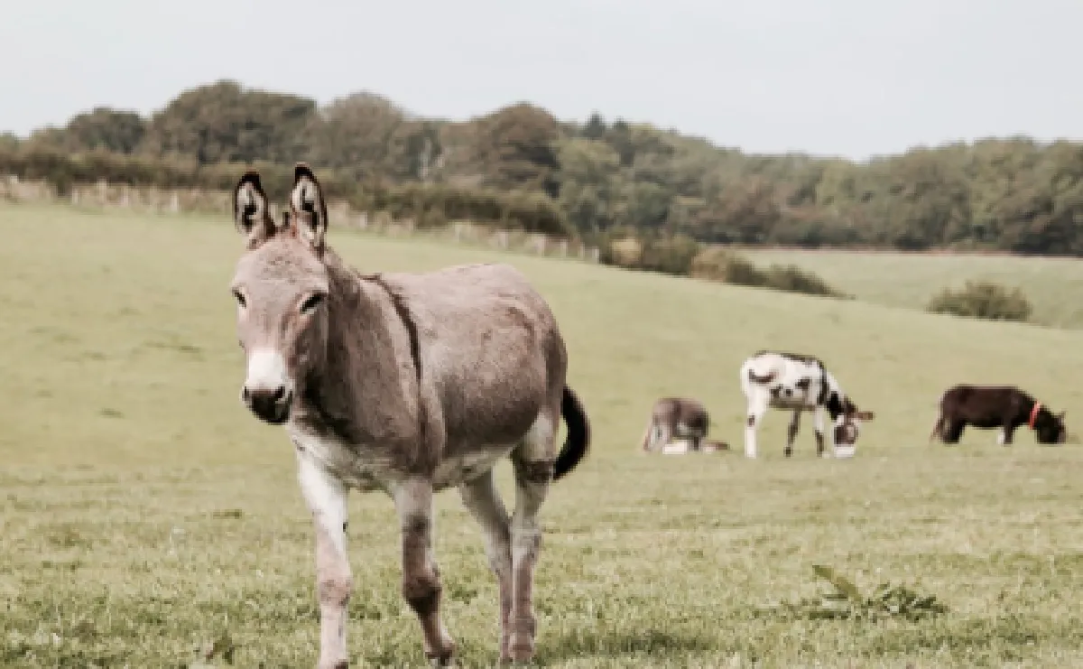 Abu Nawas: Jumlah Bulu Keledai Sama dengan Jumlah Bulu Jenggot? Begini Cara Hitungnya