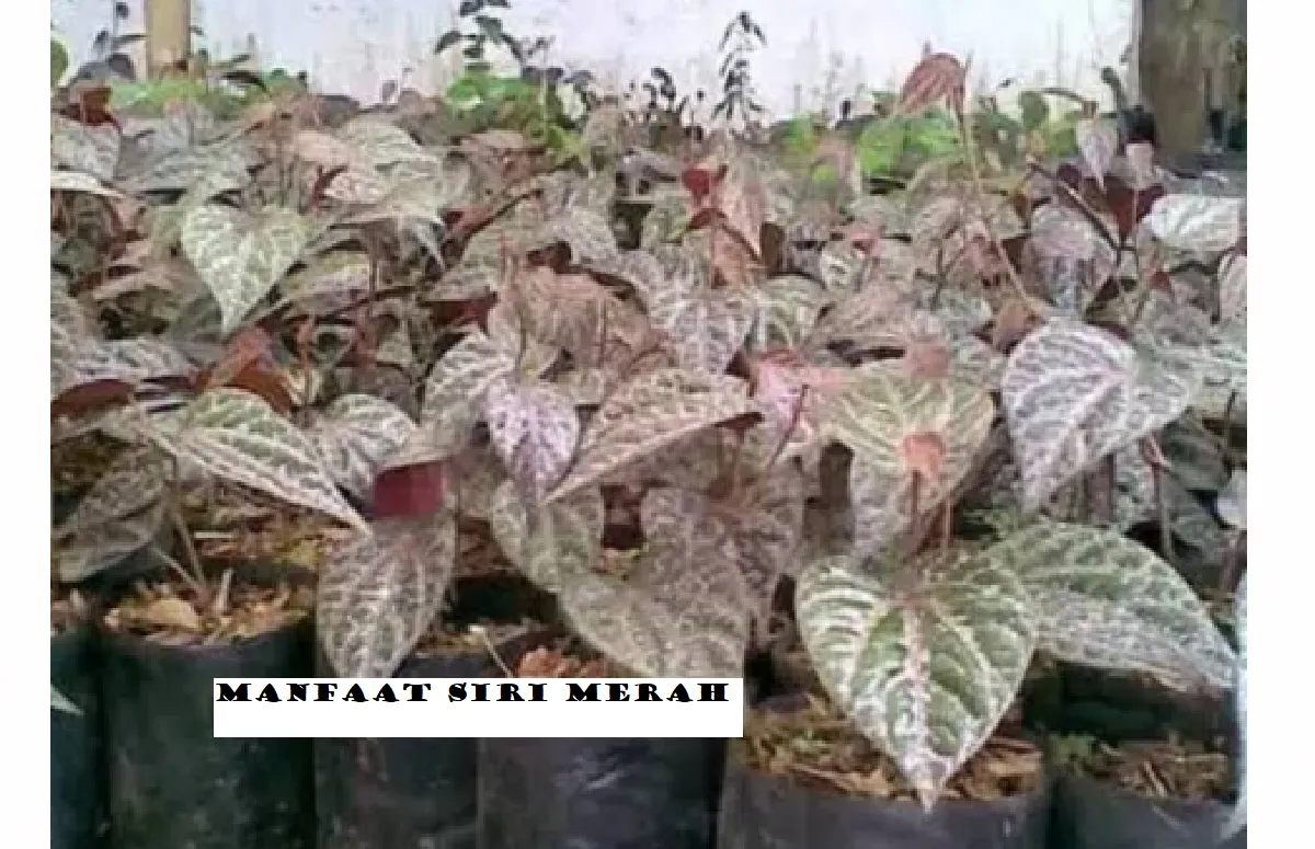 LUAR BIASA! Ini Manfaat Sirih Merah dan Cara Pengolahannya