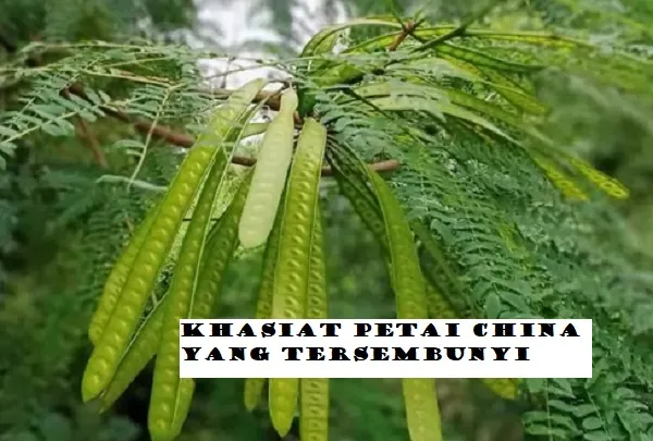 TANAMAN Ajaib! Petani China, Cegah Stroke Hingga Mampu Bikin Wajah Cantik