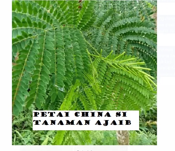 Petai China Si Tanaman Ajaib! Moncer Suburkan Tanah dan Ajib Buat Pakan Ternak, Cek Cara Pengolahan