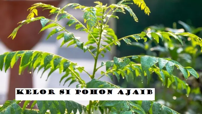 LUAR BIASA! Pohon Ajaib Kelor Simpan Segudang Manfaat, Cegah Kanker Hingga Tambah Berat Badan Anak