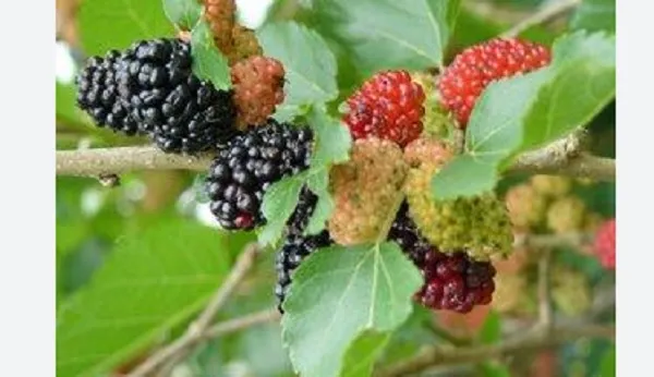 Allahu Akbar! Abu Nawas Tersadar Berkat Arbei Jatuh di Kepalany