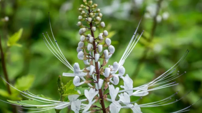 Kumis Kucing Ternyata Solusi Alami untuk Berbagai Penyakit