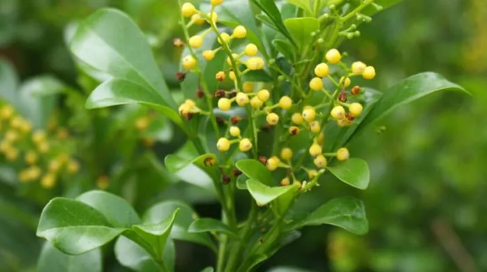 Manfaat Daun Pacar Cina