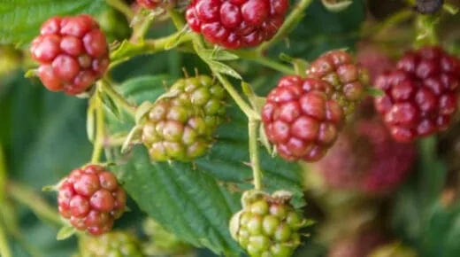 Buah Boysenberry, salah satu Daftar Nama Buah 
