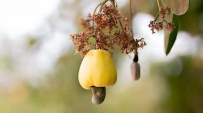 Manfaat Jambu Monyet untuk Kesehatan