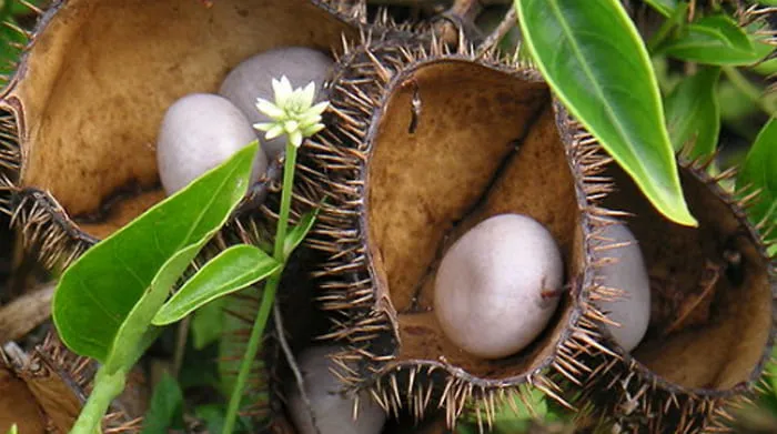 Tanaman Buah Kebiul Ternyata Tidak Hanya Tumbuh di Bengkulu Selatan, namun juga terdapat di daerah pagar alam, lintang empat lawang dan sekitarnya.