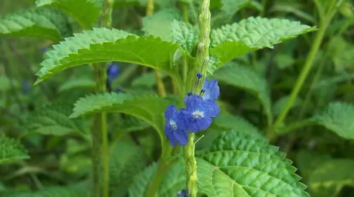 Tanaman Ajaib Pecut Kuda, Solusi Alami Atasi Amandel dan Radang Tenggorokan