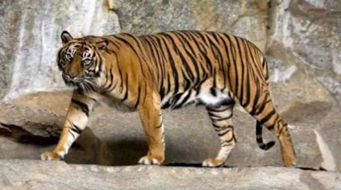 Abu Nawas Taklukan Harimau