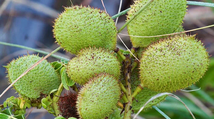 Buah Kebiul, Biji Ajaib Ternyata Tersebar di Berbagai Penjuru Dunia. foto: wikipedia