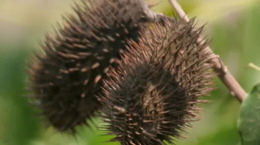 Buah Kebiul, Biji Ajaib Ternyata Tersebar di Berbagai Penjuru Dunia. foto: wikipedia