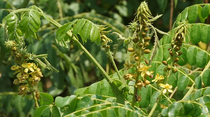 Ciri-Ciri Pohon Kebiul. foto: wikipedia