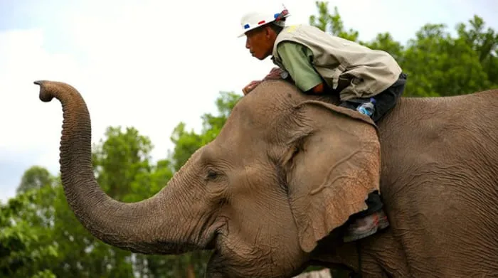 cerita Abu Nawas dan gajah