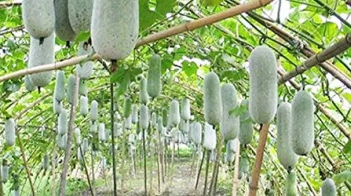 Kandungan, manfaat, rasa dan cara konsumsi buah kundur, buah yang memiliki nama lain beligo, blonceng, kundur batang, kondur, dan lela.