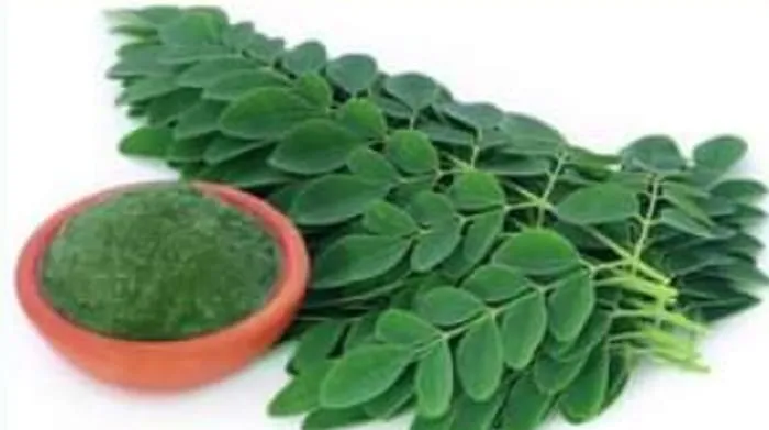 Resep Kuliner Daun Kelor