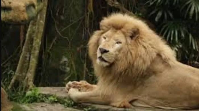 Abu Nawas dan Singa Rakus.