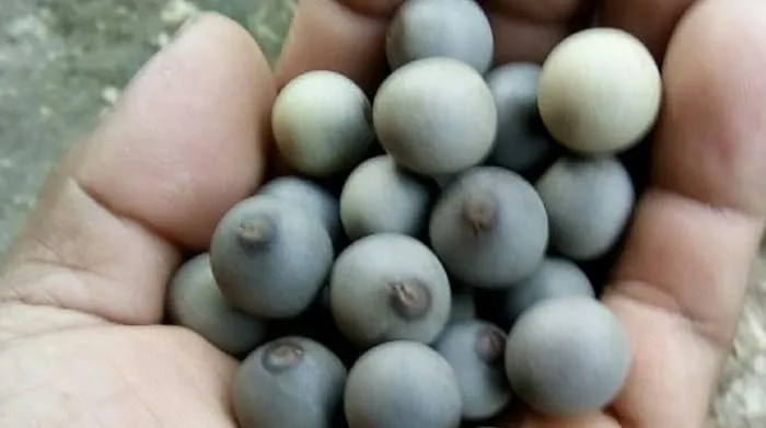 21 Manfaat Buah kebiul untuk Kesehatan dan Kecantikan