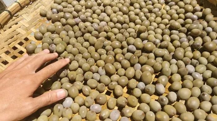 Cara Memilih dan Mengolah Buah Kebiul