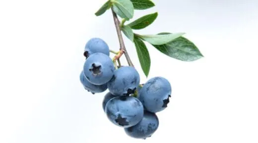 Buah Blueberry, salah satu Daftar Nama Buah 