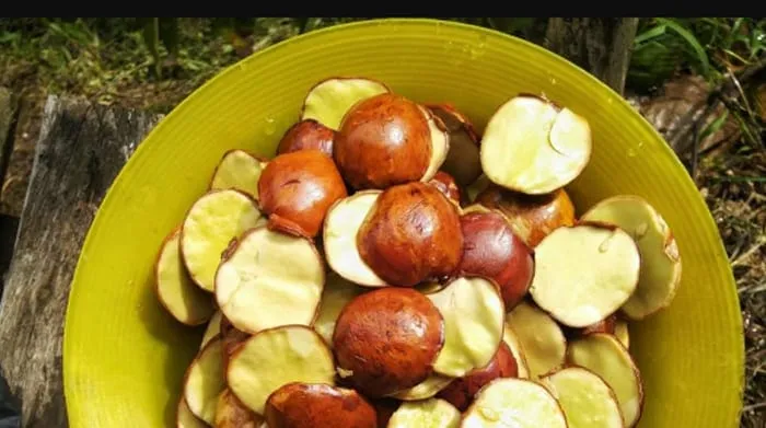 Khasiat Jengkol Bagi Kesehatan