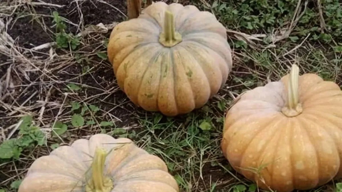 Buah Waluh atau Labu.