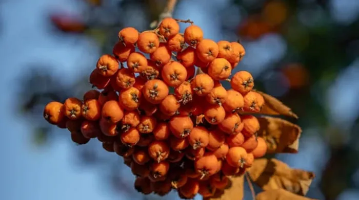 Abu Nawas Menghadapi Raja Penipu