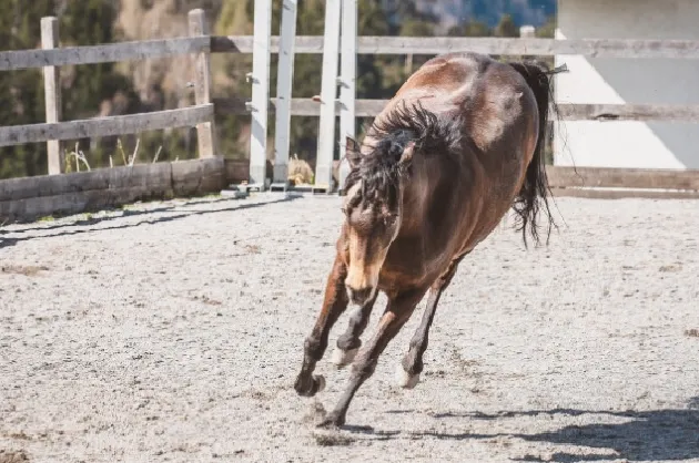 S0MBONG! 3 Shio Ini Sudah Ditakdir Kaya Sepanjang Hidup