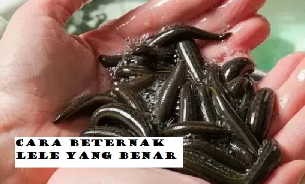Tambah Cuan, Begini Cara Beternak Lintah yang Benar