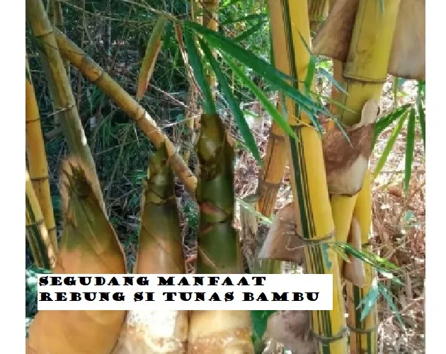 WOW! Sugudang Manfaat Rebung Si Tunas Bambu, jadi Penawar Bisa Ular dan Kalajengking