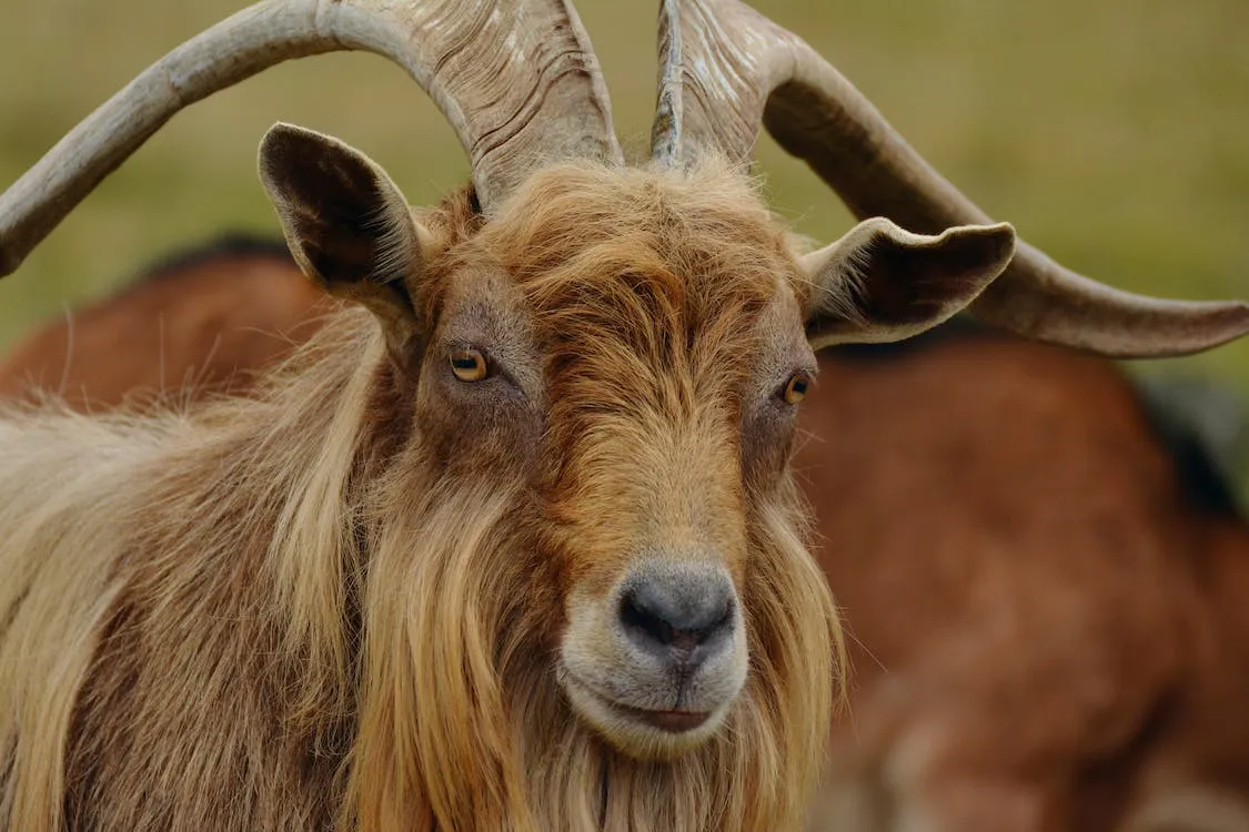Seekor Kambing. foto: pexels